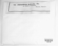 Phlebiopsis flavidoalba image